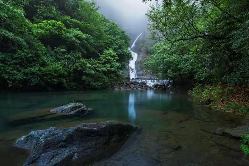 最长寿命的茶叶排名游戏画面
